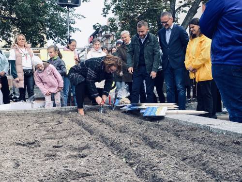 Zdjęcie przedstawia sadzenie żonkili w Pruszczu Gdańskim na inauguracji wydarzenia Pola Nadziei na Pomorzu 2024.