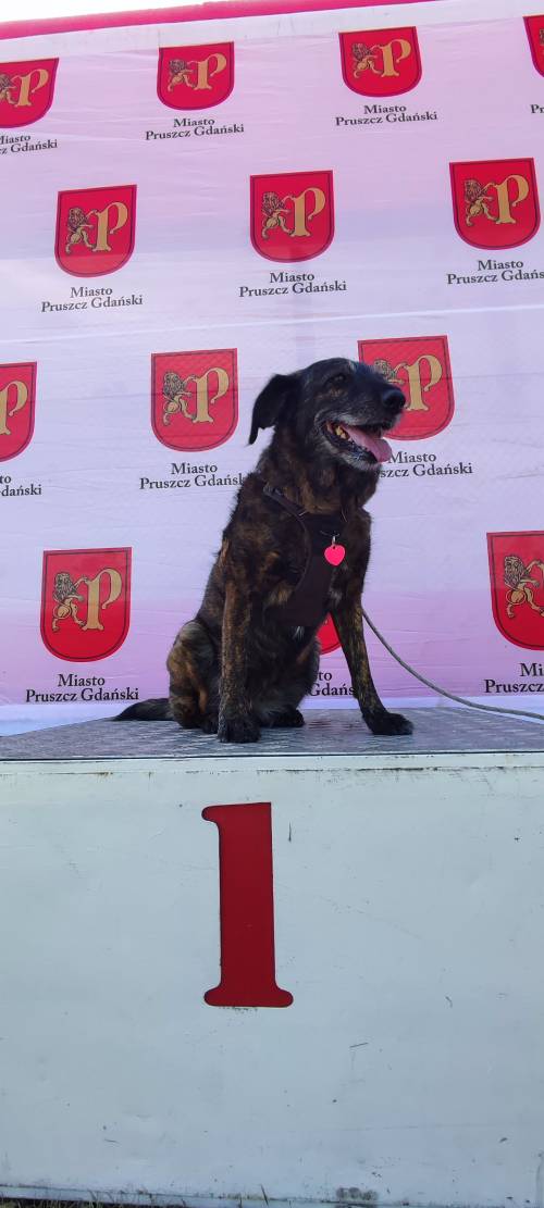 Pies na podium podczas imprezy Polska Biega w Pruszczu Gdańskim.
