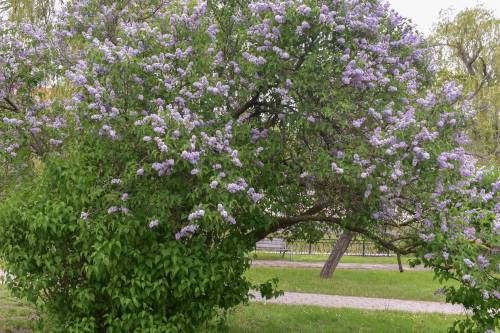 Kwitnący wielki bez.