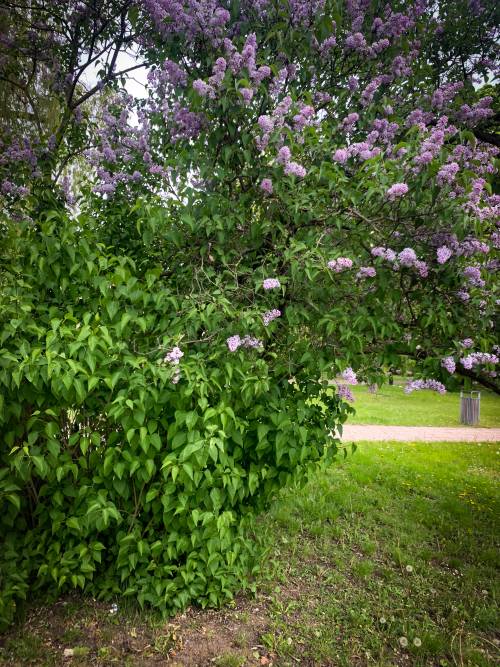 Kwitnący wielki bez. Zbliżenie.
