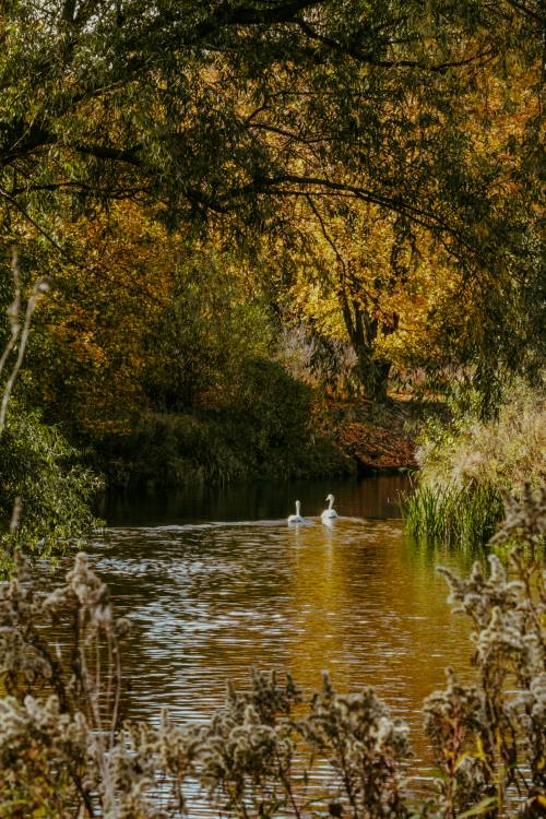 Łabędzie na wodzie. Jesień.