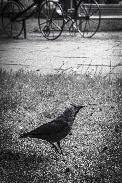 Ptak na trawniku - zdjęcie czarni-białe.