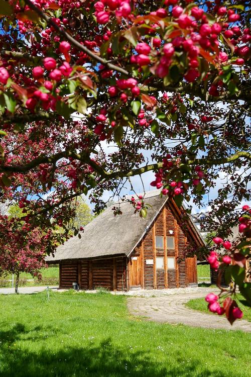 Park Kulturowy Faktoria. Chata za drzewem.