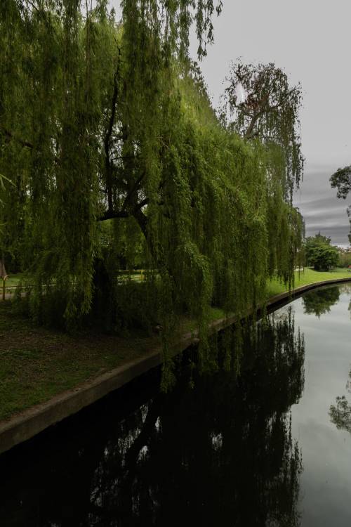 Kanał Raduni i drzewa.