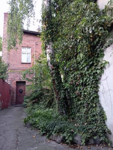 Drzewo oplecione bluszczem.