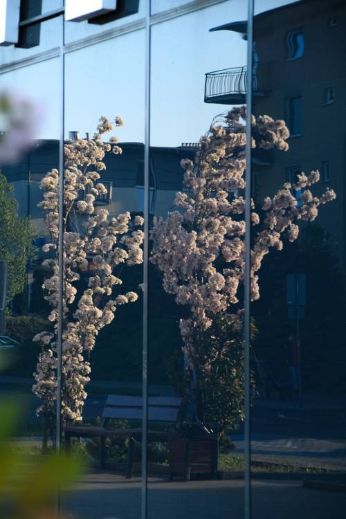 Kwiaty na drzewie odbijają się w szklanej ścianie.