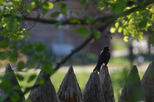 Detal - ptak na drewnianej palizadzie.