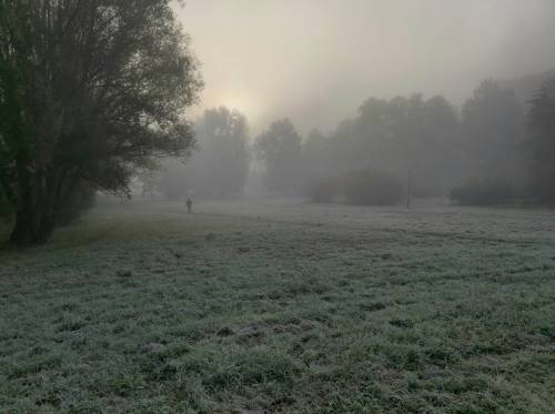 Mgła nad polami i drzewami