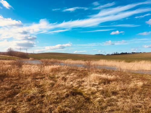 Widok na spaloną słońcem trawę