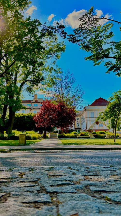 Zbliżenie na bruk, w oddali drzewa i budynki